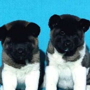 Akita Puppies For Adoption | PostAds PH