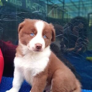 Border Collie puppies For Adoption | PostAds PH