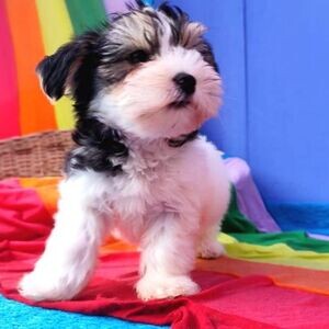 Morkie Puppies For Adoption | PostAds PH