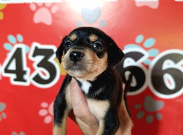 Pincher Puppies For Adoption