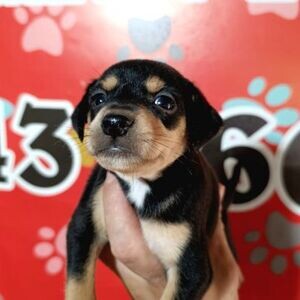 Pincher Puppies For Adoption | PostAds PH