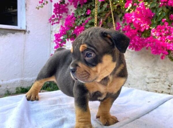 Exotic Bully Puppies For Adoption