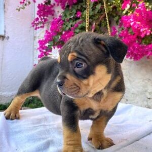 Exotic Bully Puppies For Adoption | PostAds PH