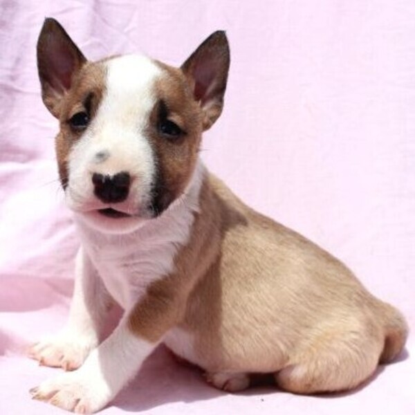 Mini Bull Terrier Puppies For Adoption