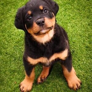 Rottweiler puppies For Adoption | PostAds PH