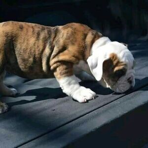 English Bulldog For Adoption | PostAds PH