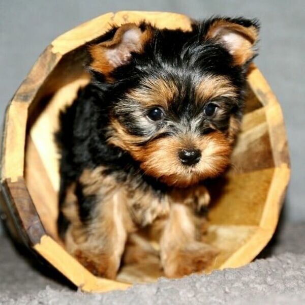 Yorkshire Terrier Puppies Puppies For Adoption