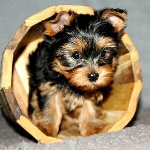 Yorkshire Terrier Puppies Puppies For Adoption | PostAds PH