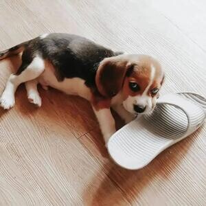 Beagle puppies For Adoption | PostAds PH