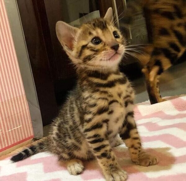 Bengal kittens For Adoption