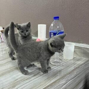 British Shorthair Kittens For Adoption | PostAds PH