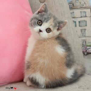 Russian Blue kittens For Adoption | PostAds PH