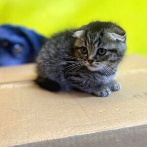 Scottish Fold Kittens For Adoption | PostAds PH