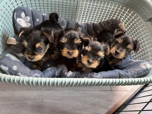 Yorkshire Terrier Puppies For Sale