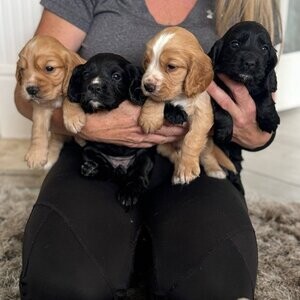 Adorable working Cocker Spaniel puppies | PostAds PH