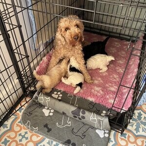 Beautiful Jackapoo puppies | PostAds PH