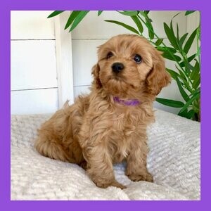 Toy Cavapoo girl pups, extensively DNA tested | PostAds PH