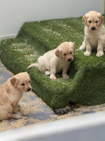 Golden retriever puppies