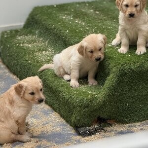 LovelyGolden Retriever Dog breed | PostAds PH