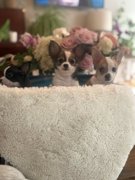 CHIHUAHUA PUPPIES READY NOW! 