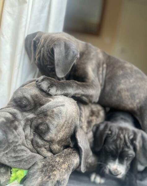 Purebred Cane Corso puppies