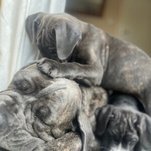 Purebred Cane Corso puppies | PostAds PH