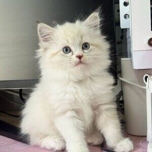 Persian kitttens Purebreed 100% ....viber :+639463422605) | PostAds PH