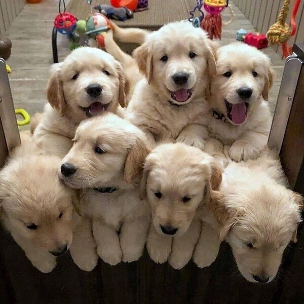 Golden Retriever puppies ....viber :+639463422605)