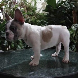 Male French bulldog for sale METRO MANILA ....viber :+639463422605) | PostAds PH