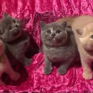 purebred british shorthair kittens ....viber :+639463422605) | PostAds PH