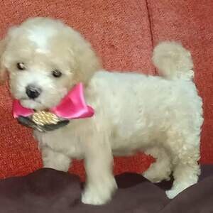 Toy Poodle for Rehoming🏠 | PostAds PH