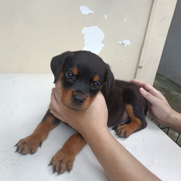 Male and female rottweiler pups 2months old for sale