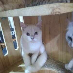 for sale bengal kittens ....viber :+639463422605) | PostAds PH
