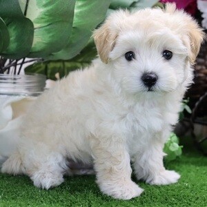 Maltipoo puppy Male & female available for rehome | PostAds PH