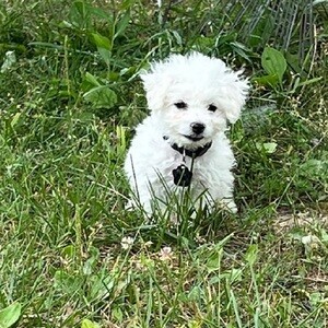 Bichon Frise Puppies ....viber :+639463422605) | PostAds PH