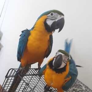 Exotic parrot available for sale ....viber :+639463422605) | PostAds PH