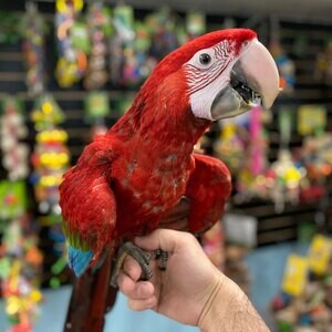SCARLET MACAW PARROTS ....viber :+639463422605) | PostAds PH