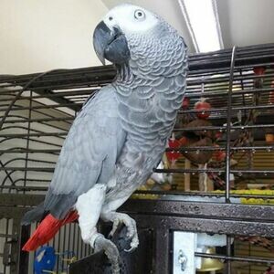 PAIR OF AFRICAN GREY PARROTS AND EGGS ....viber :+639463422605) | PostAds PH