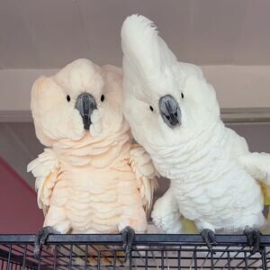 Pair of Umbrella Cockatoo parrots ....viber :+639463422605) | PostAds PH