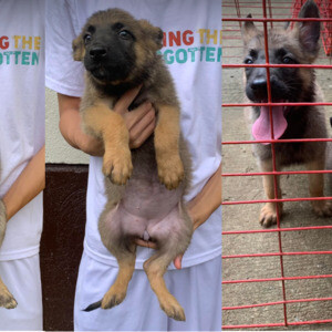 Belgian Malinois Puppys ....viber :+639463422605) | PostAds PH