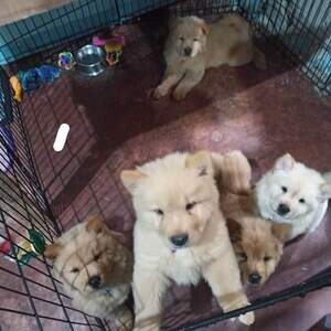 Chowchow for sale with pcci papers ....viber :+639463422605) | PostAds PH