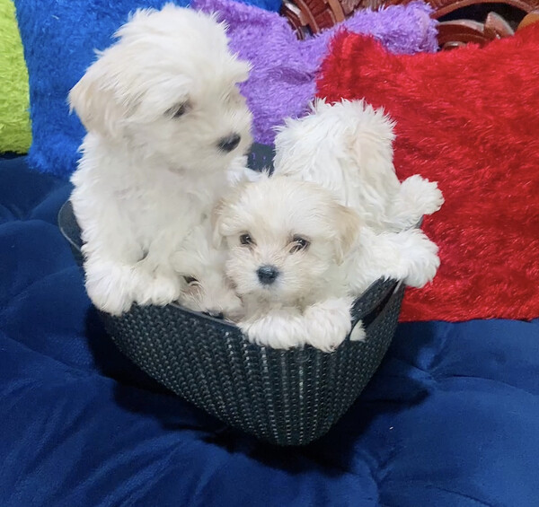 Teacup Maltese  ....viber :+639463422605)