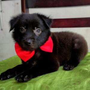 Labrador x Japanese spitz ....viber :+639463422605) | PostAds PH