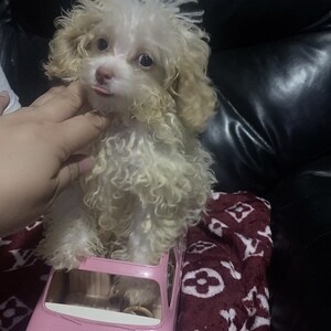 Toy Poodle Males ....viber :+639463422605) | PostAds PH