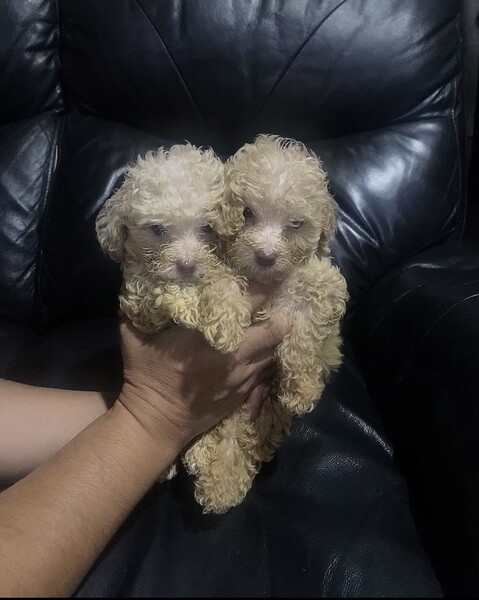 Toy Poodle Male ....viber :+639463422605)