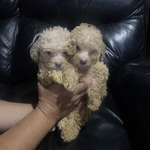 Toy Poodle Male ....viber :+639463422605) | PostAds PH