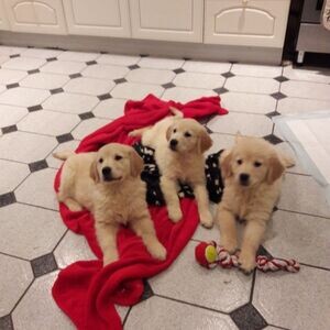 Golden Retriever Puppies available for a new home. | PostAds PH