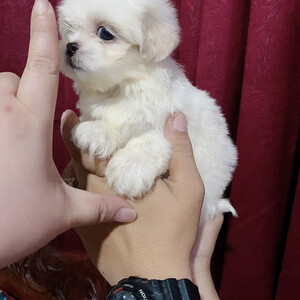 Super Teacup Female Maltesee ....viber :+639463422605) | PostAds PH