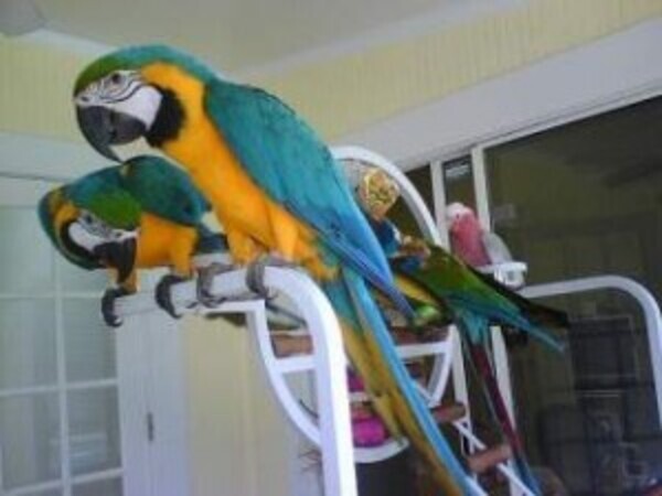 Macaws Parrots xxxccc