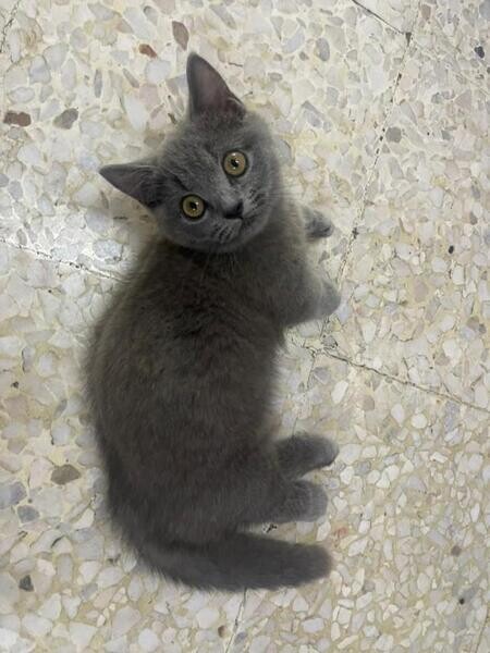 Russian Blue kittens Available